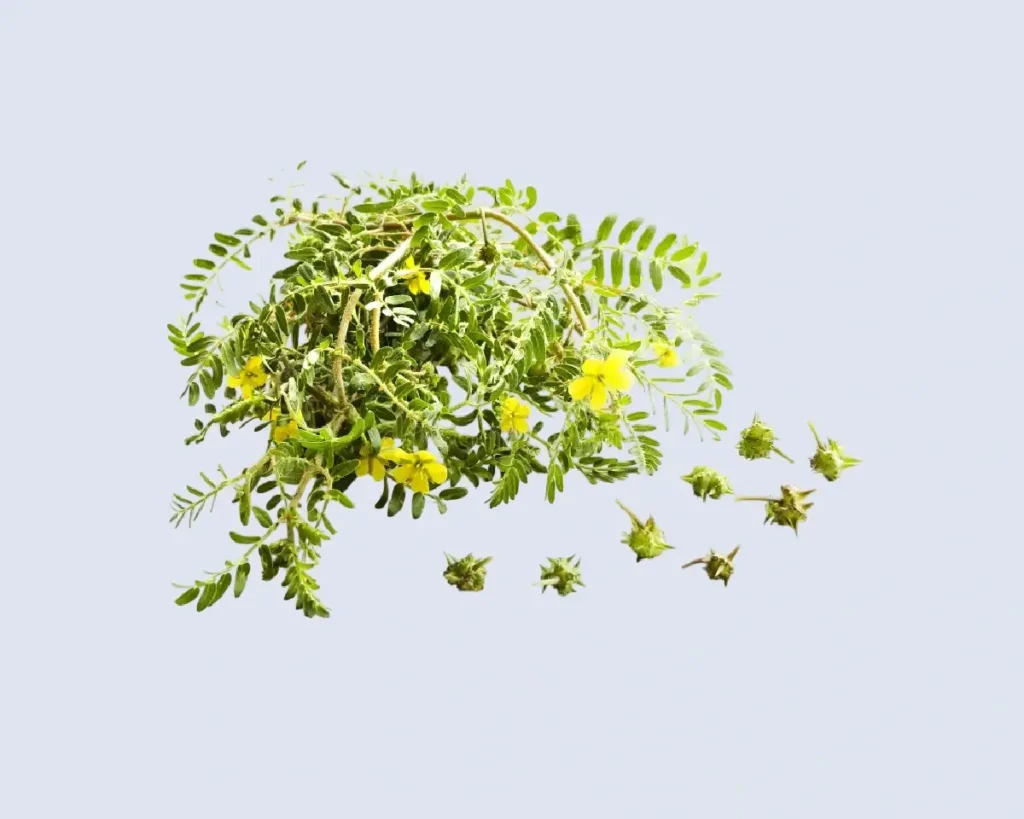 tribulus terrestris